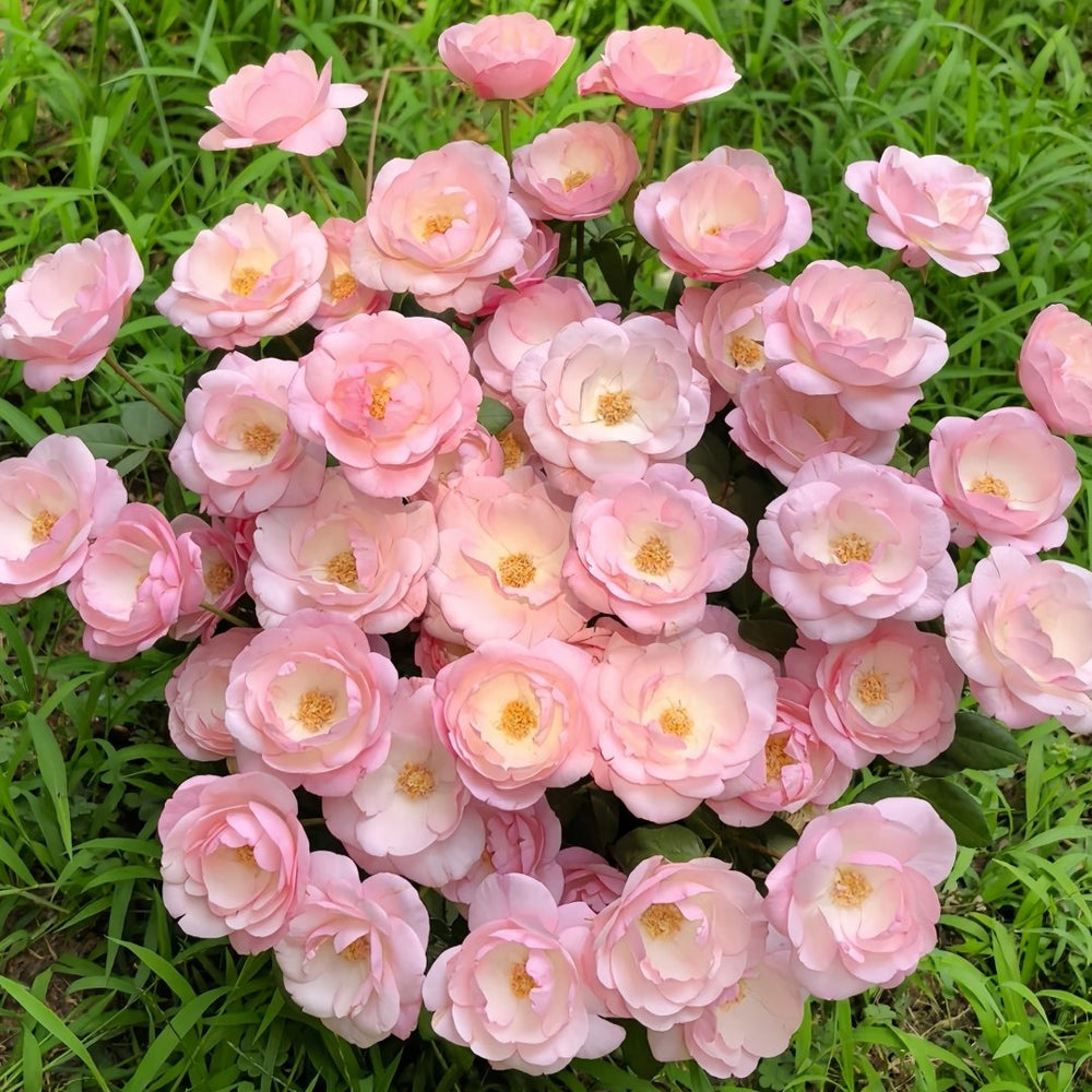 Strawberry Macaron Rose Plant｜草莓杏仁饼 image 0