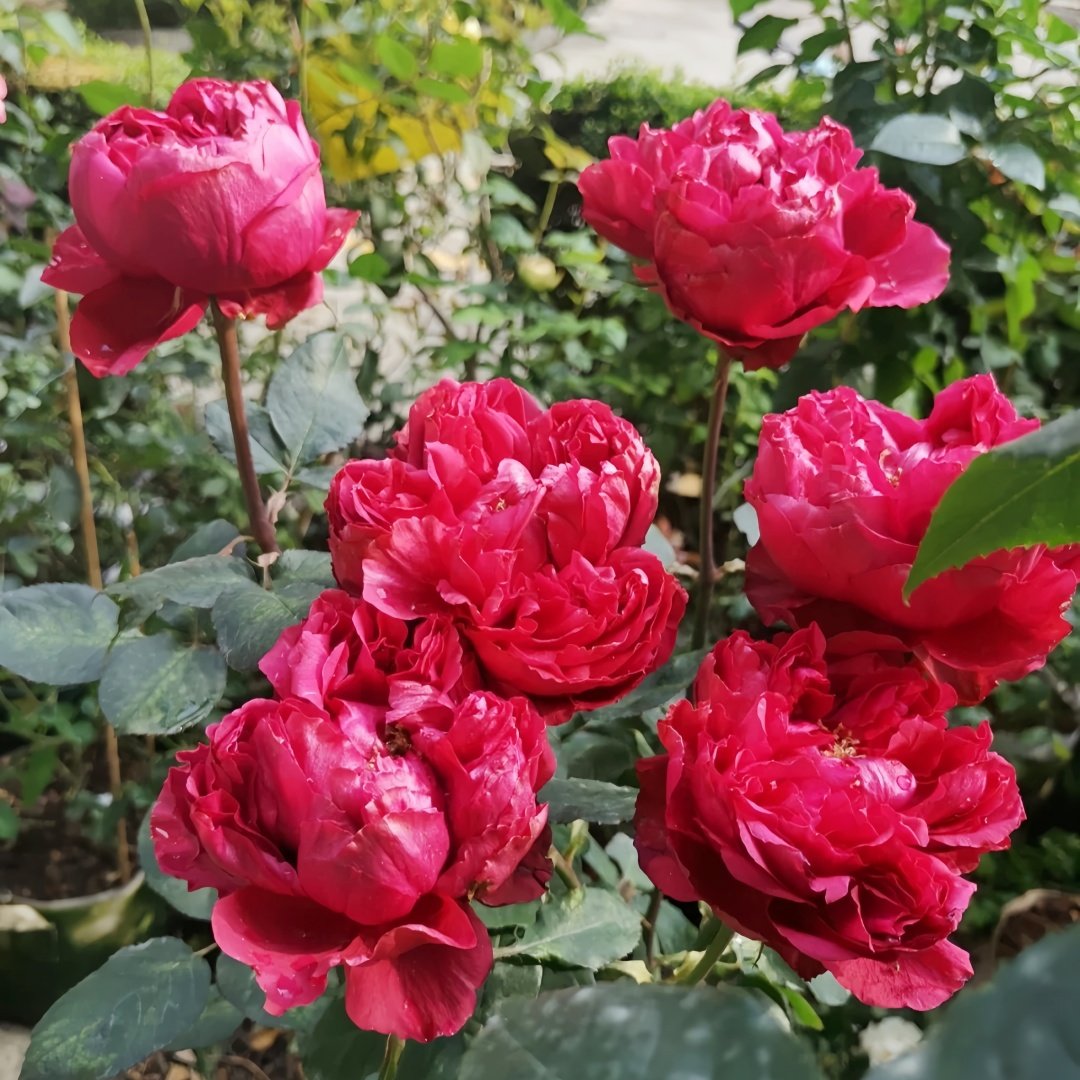 Rospberry Elegance Rose Plant｜优雅树莓 image 8