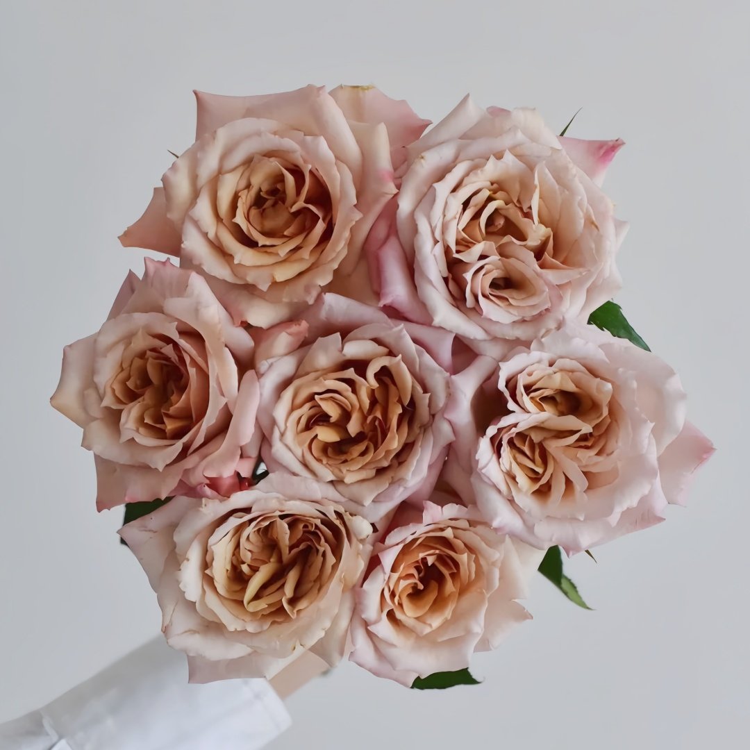 Tresor Rose Plant｜珍爱之宝 image 9