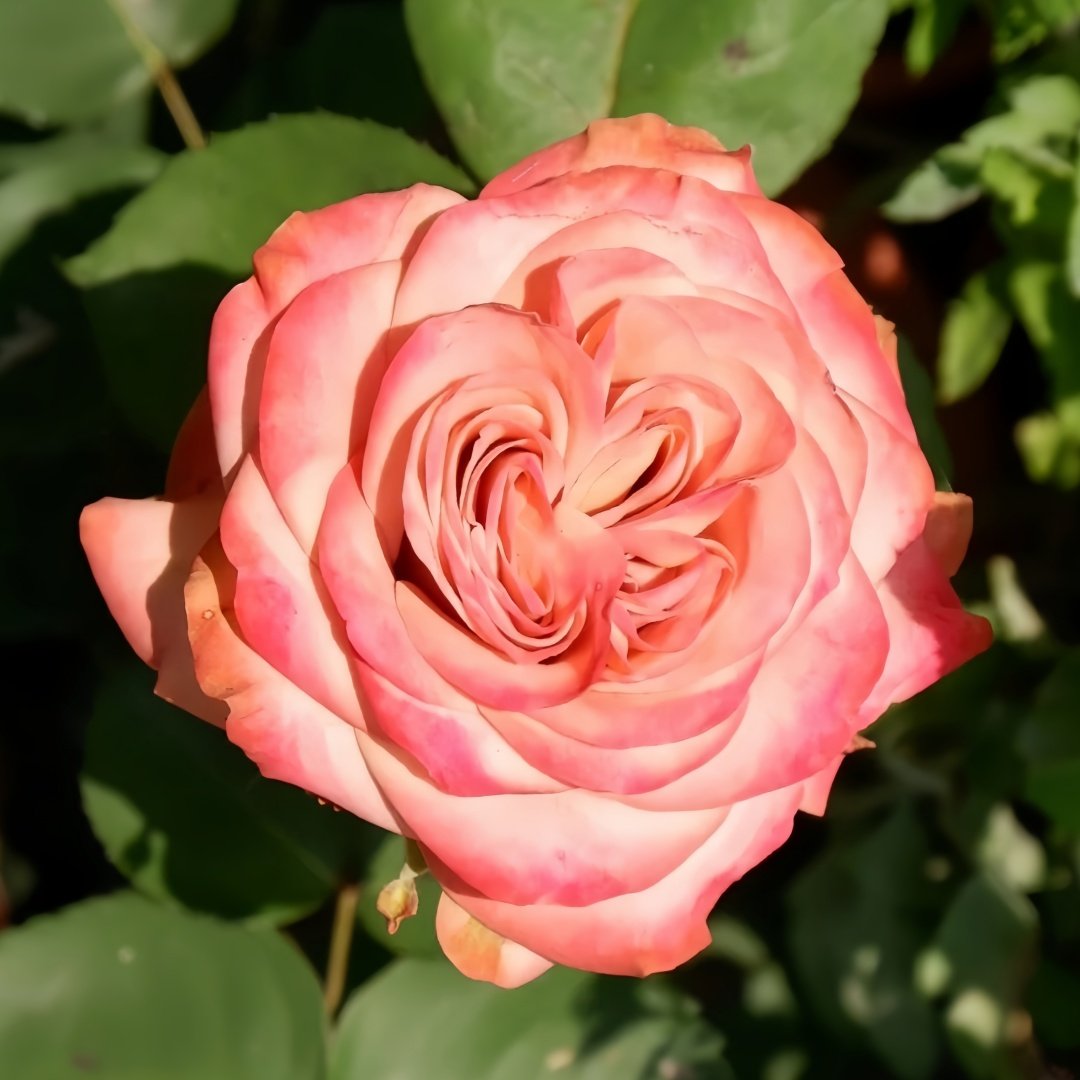 Cappuccino Rose Plant｜卡布奇诺 image 0