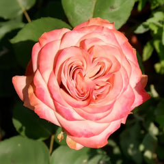 Cappuccino Rose Plant｜卡布奇诺 image 0