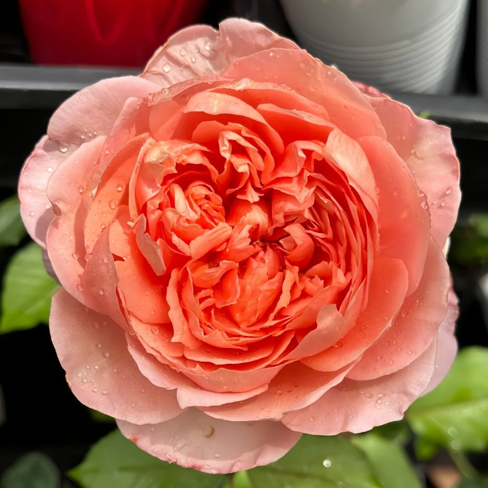 Zhiqiu Rose Plant|知秋 image 5
