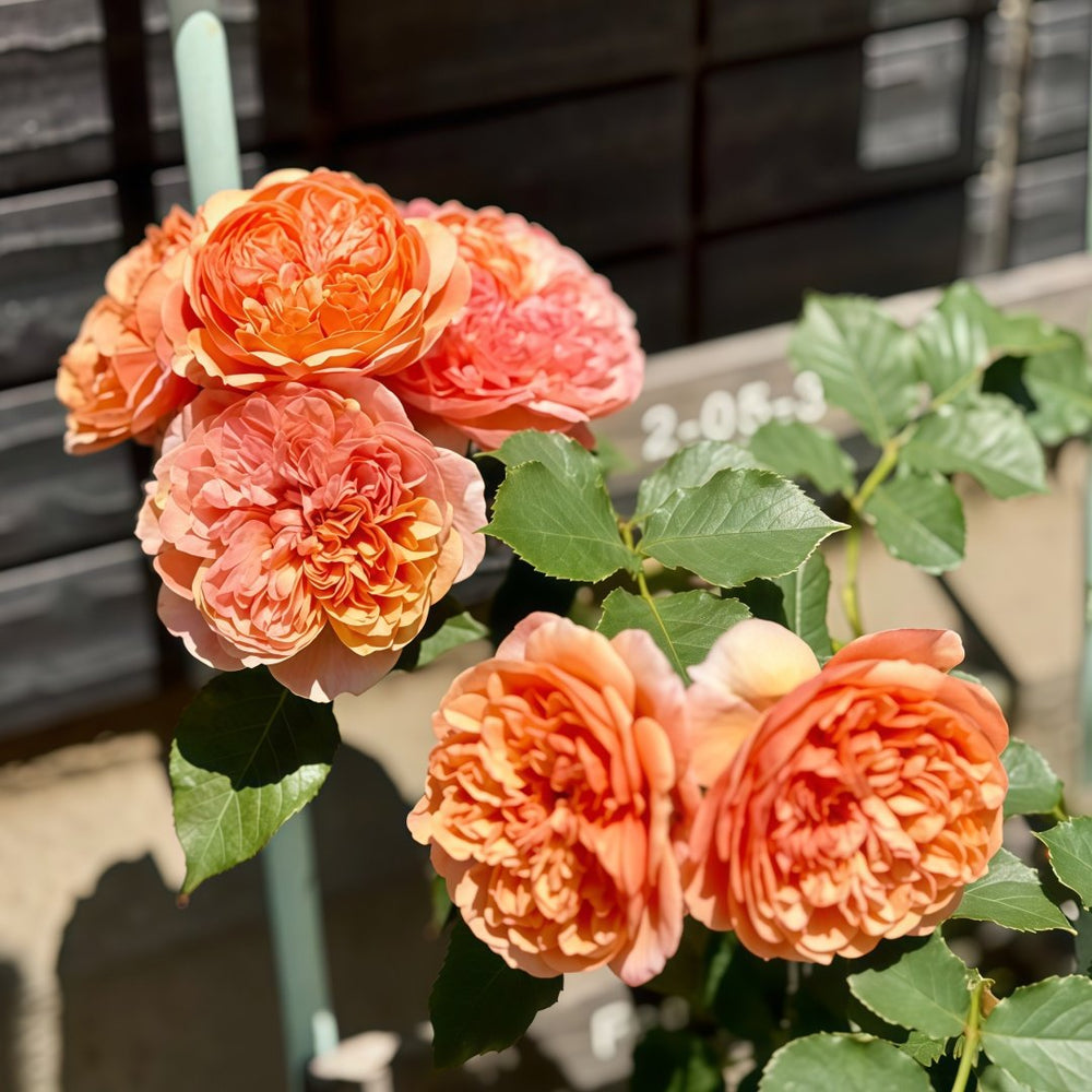 Silk Road Rose Plant|丝绸之路 image 7