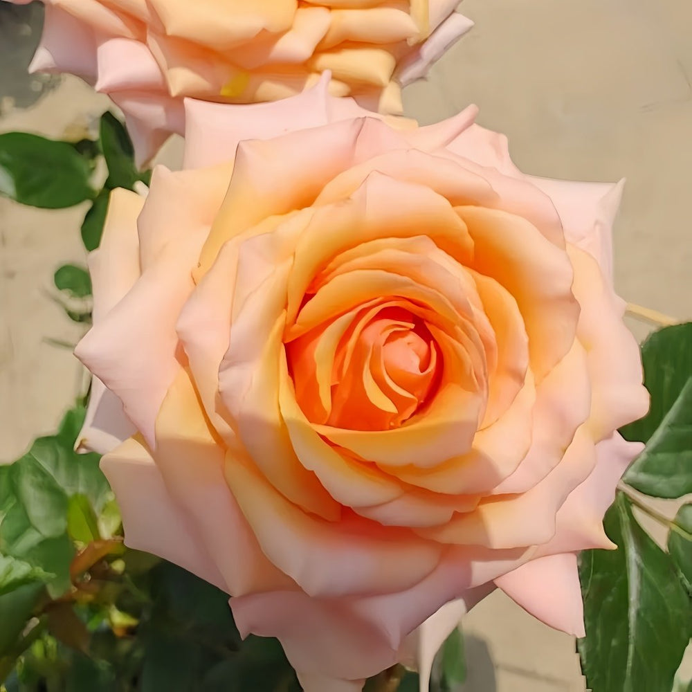 Mother of Pearl Rose Plant｜珍珠贝母 image 6