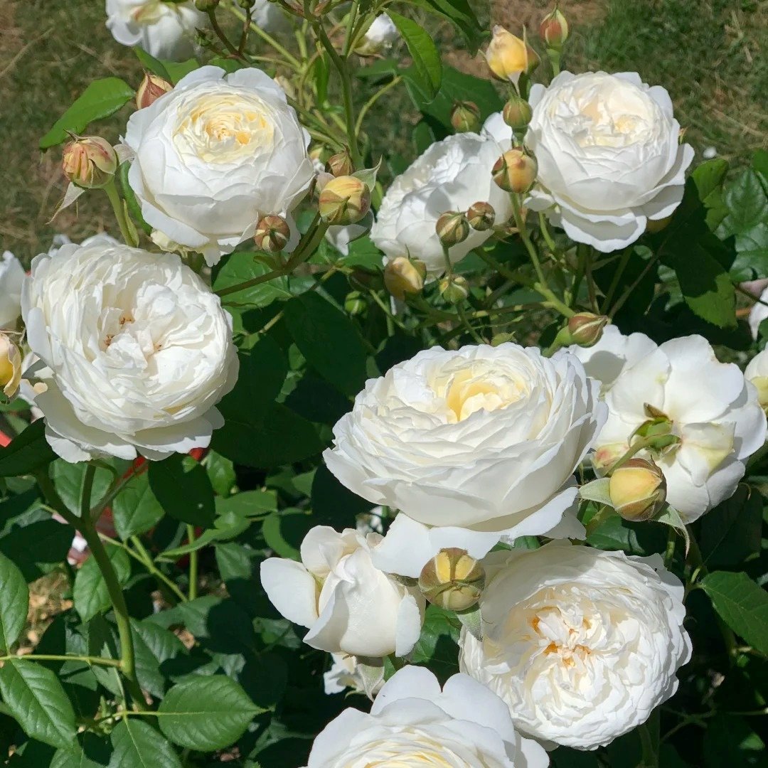 Claire Austin Rose Plant|克莱尔奥斯汀 image 8