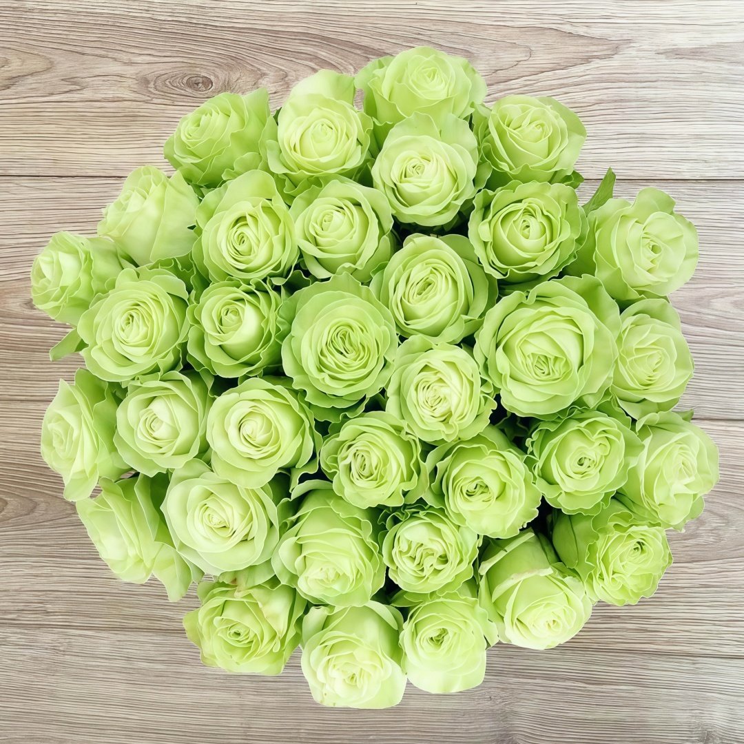 Wasabi Rose Plant｜芥末 image 0