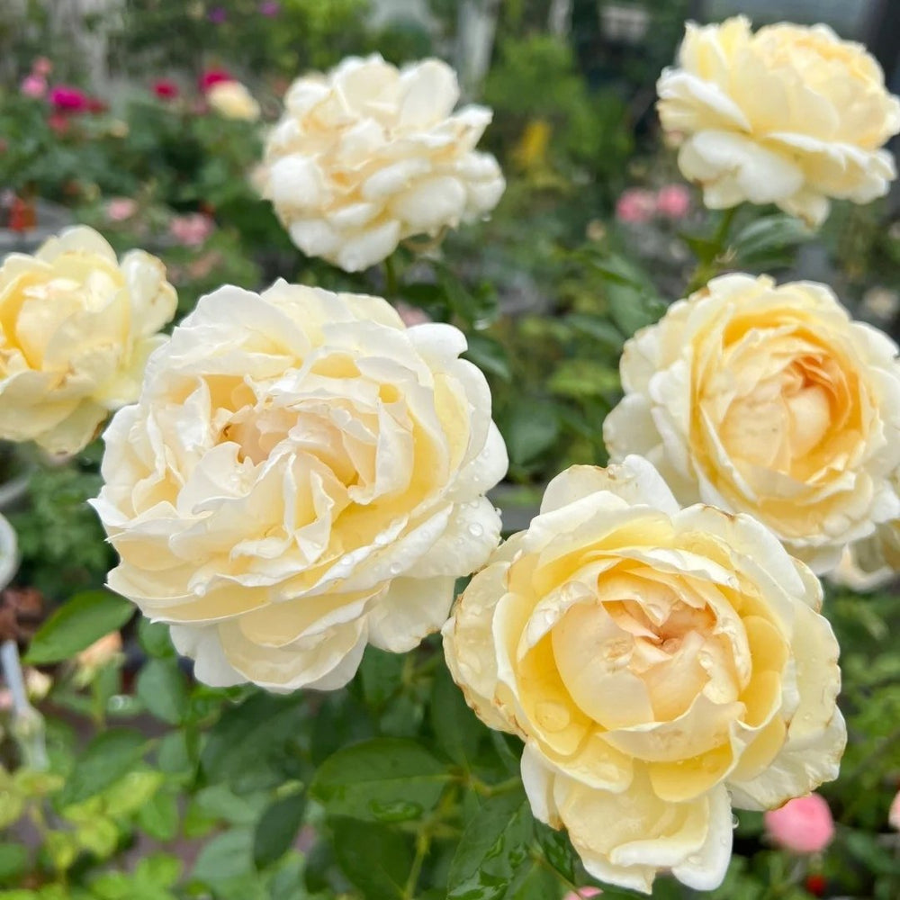 Ivory Yves Piaget Rose Plant|象牙伊芙伯爵 image 5