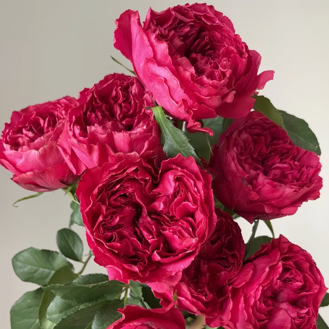 Rospberry Elegance Rose Plant｜优雅树莓 image 7