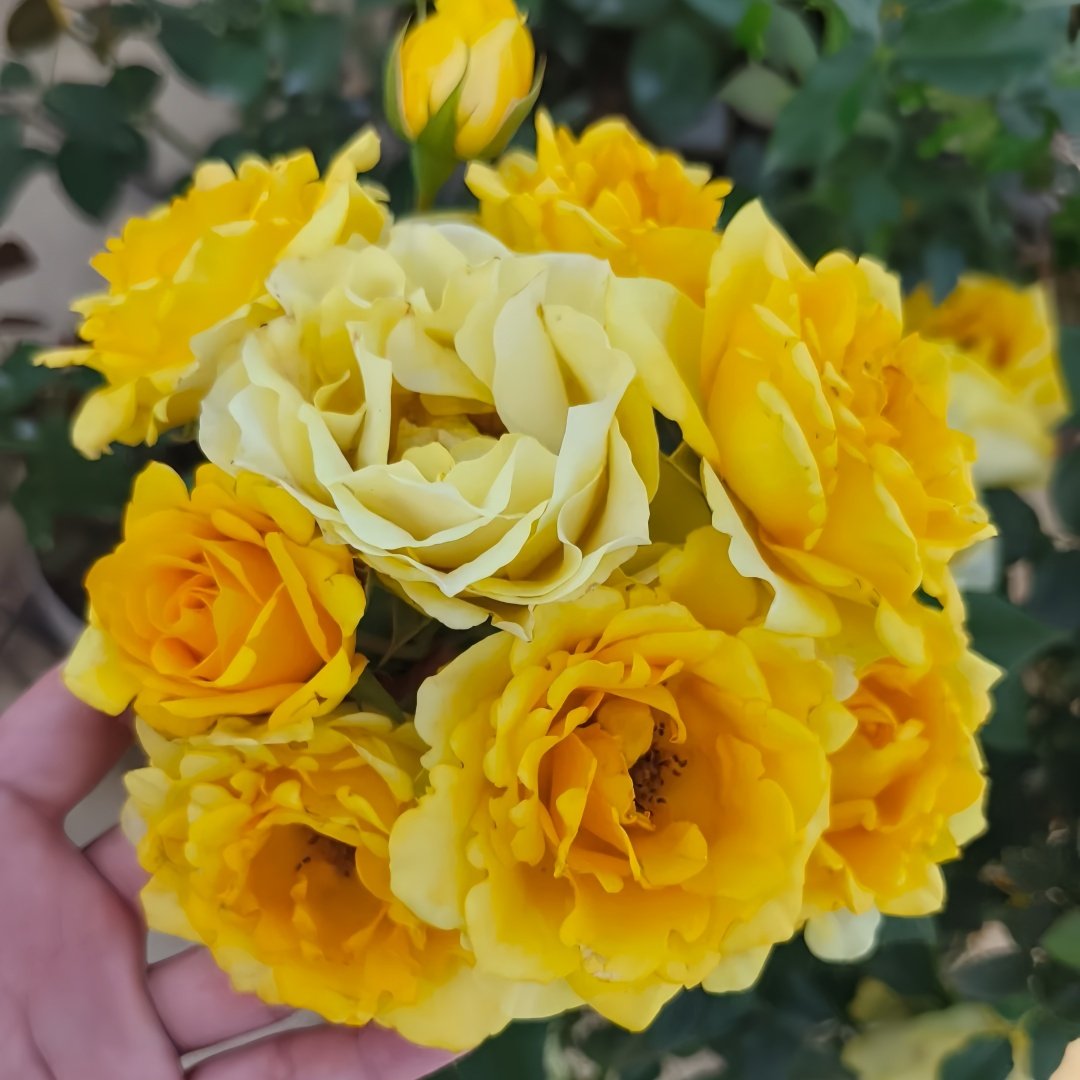 Sunny Beach Rose Plant｜阳光海滩 image 9