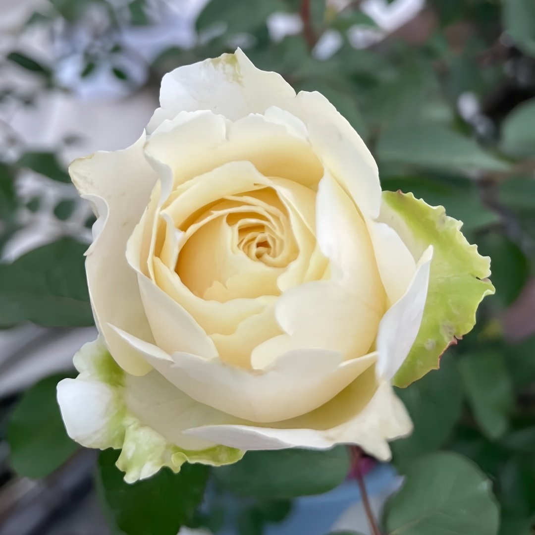 Yves Cullum Rose Plant｜伊芙卡勒姆 image 3