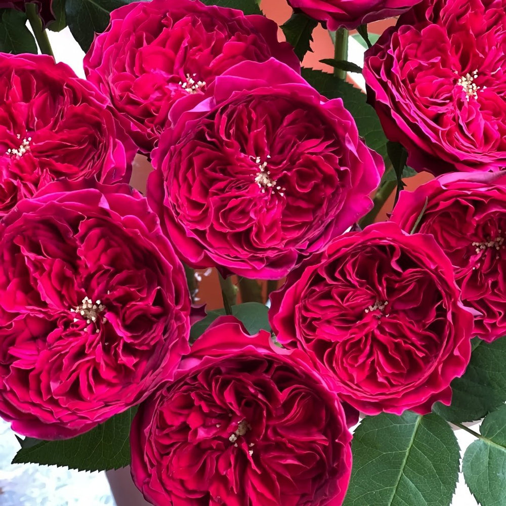 Tess Rose Plant | 苔丝 image 7