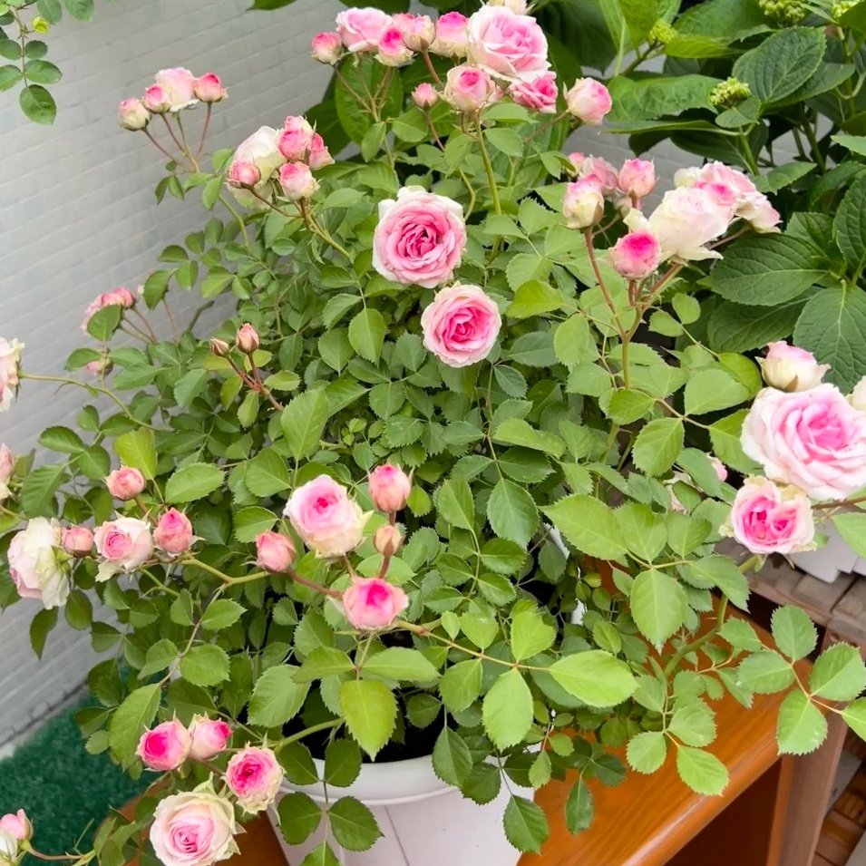 Mimi EdenMeiland Rose Plant|小伊甸园 image 9