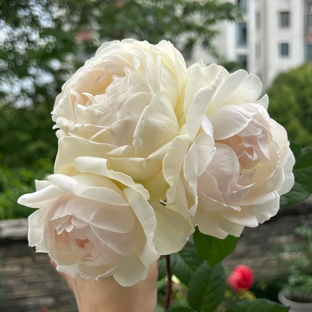 Kashou Rose Plant|华宵 image 3