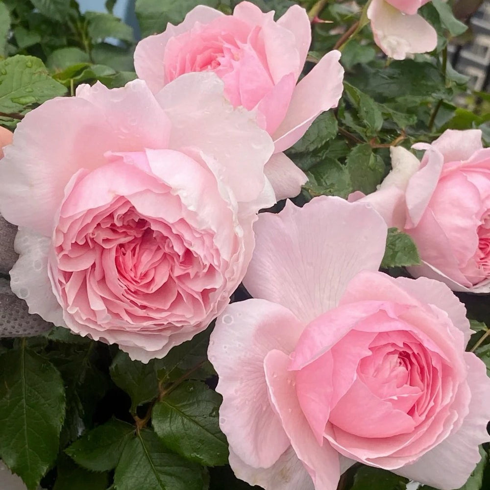 The Wedgwood Rose Plant|威基伍德/粉伍德 image 6
