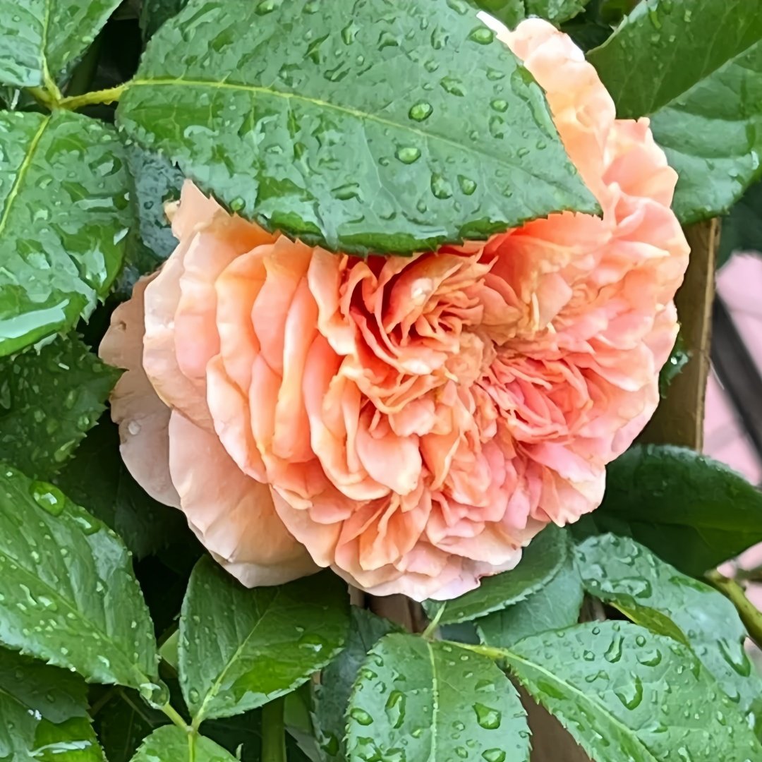 Belle d’Anjou Rose Plant｜安茹美人 image 6