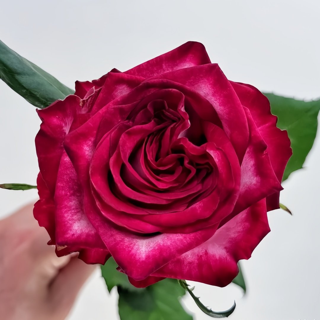 Ripasso Rose Plant｜里帕索 image 1