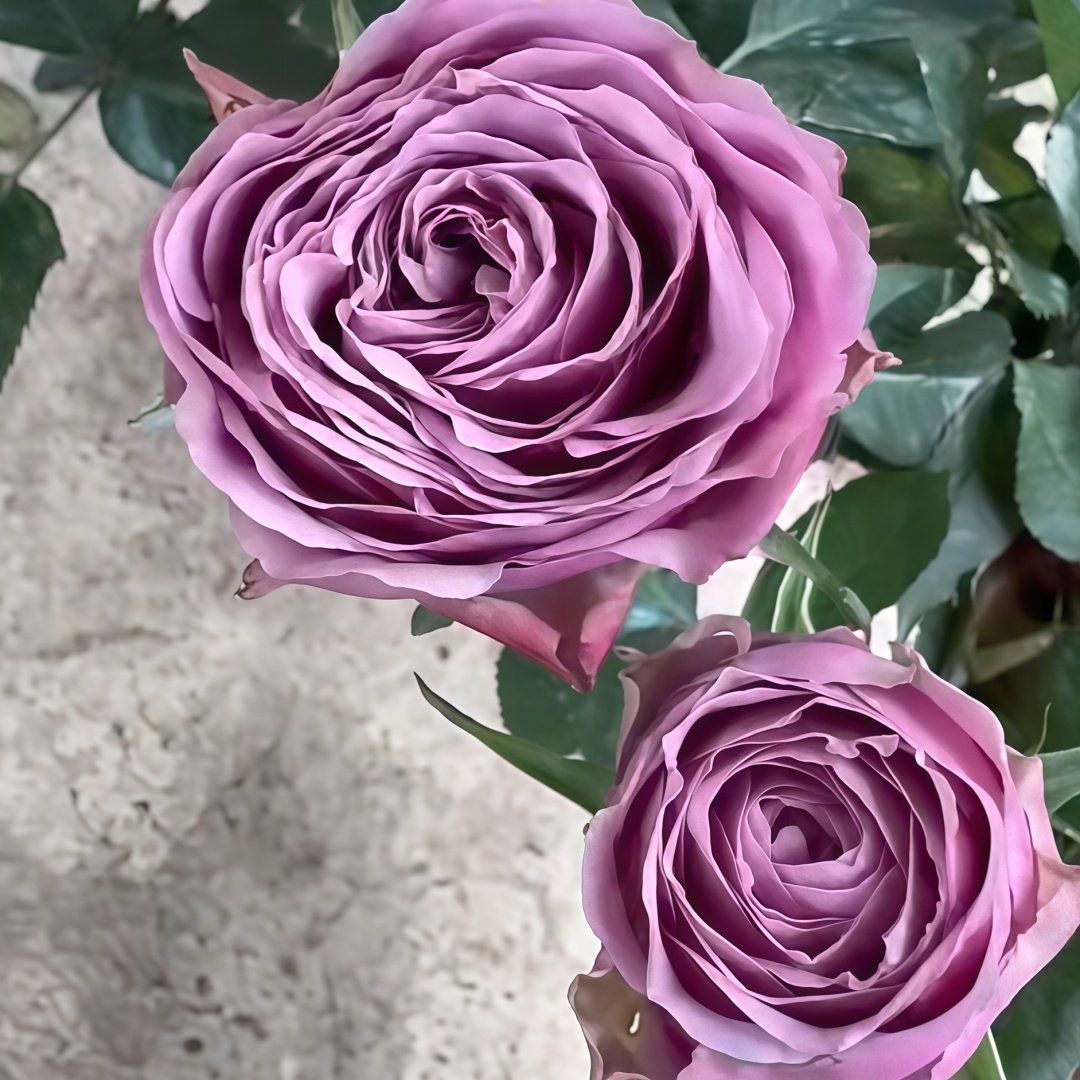 Smokey Eyes Rose Plant|烟熏眼妆 image 5