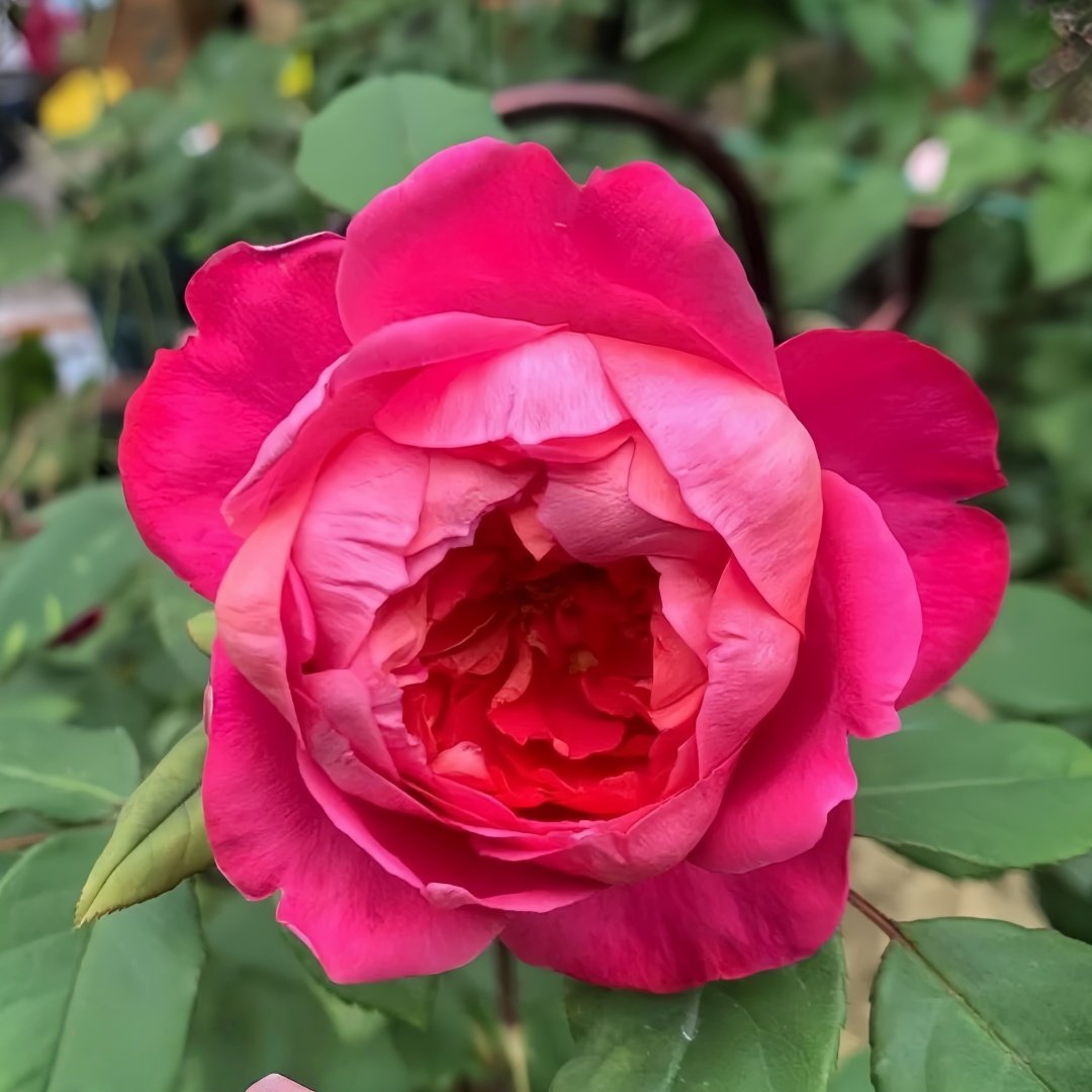 Benjamin Britten Rose Plant｜本杰明布里顿 image 2