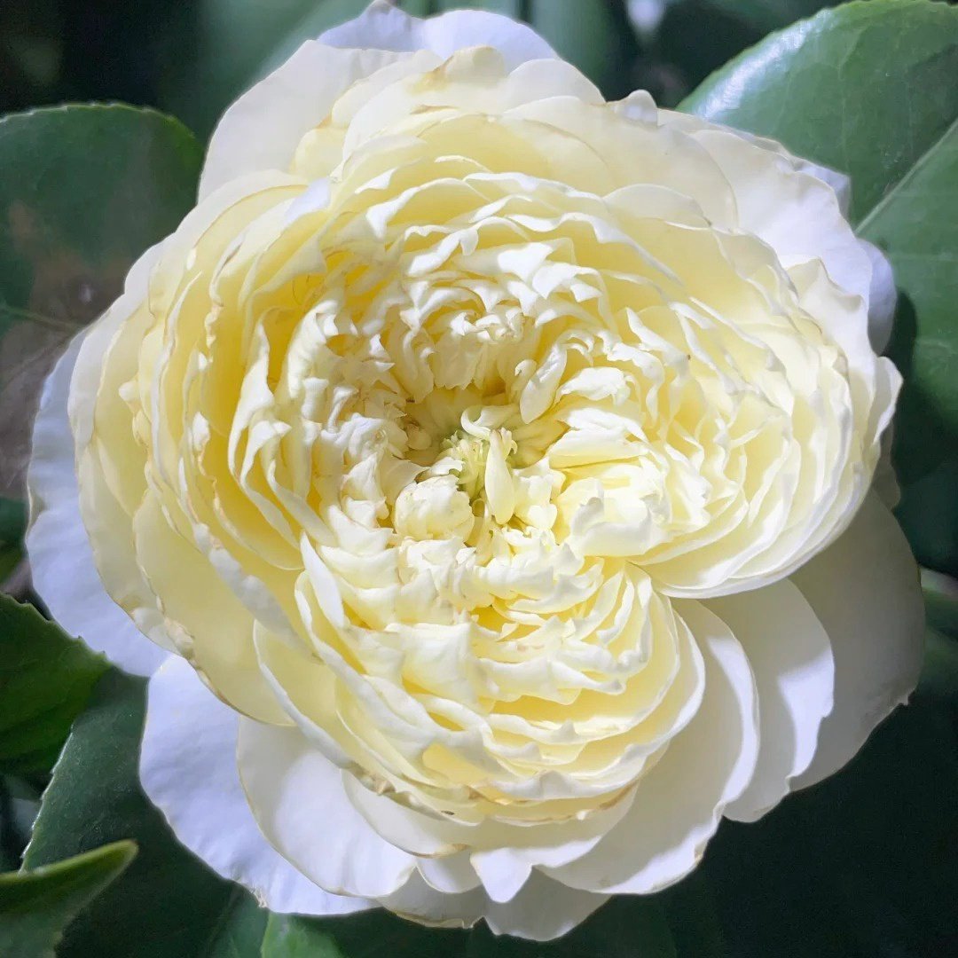 Fuguang Rose Plant | 浮光-Pre-Sales image 7