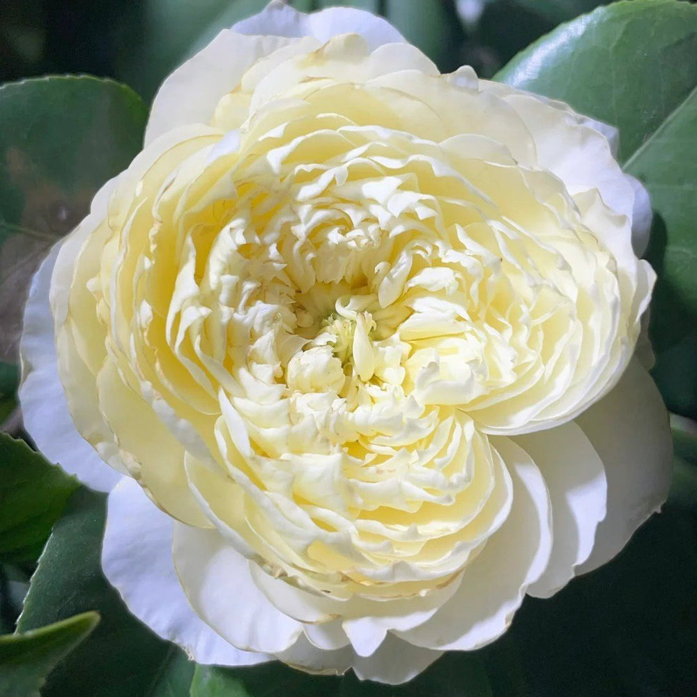 Fuguang Rose Plant | 浮光-Pre-Sales image 7