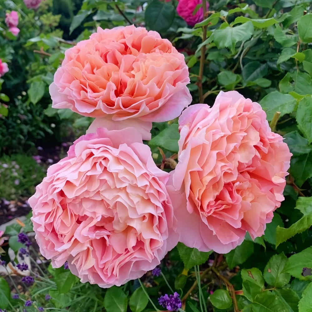 Abraham Darby Rose Plant | 亚伯拉罕·达比 image 2