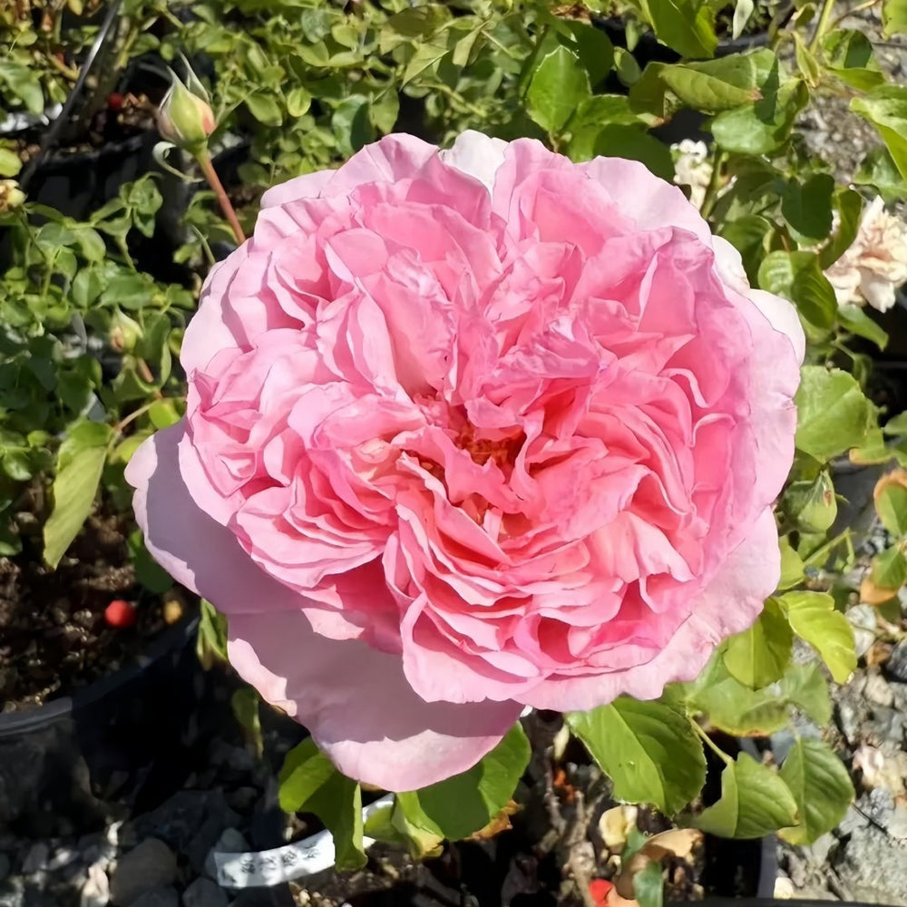 Neo cherry shallow Rose Plant ｜新浅樱桃 image 4
