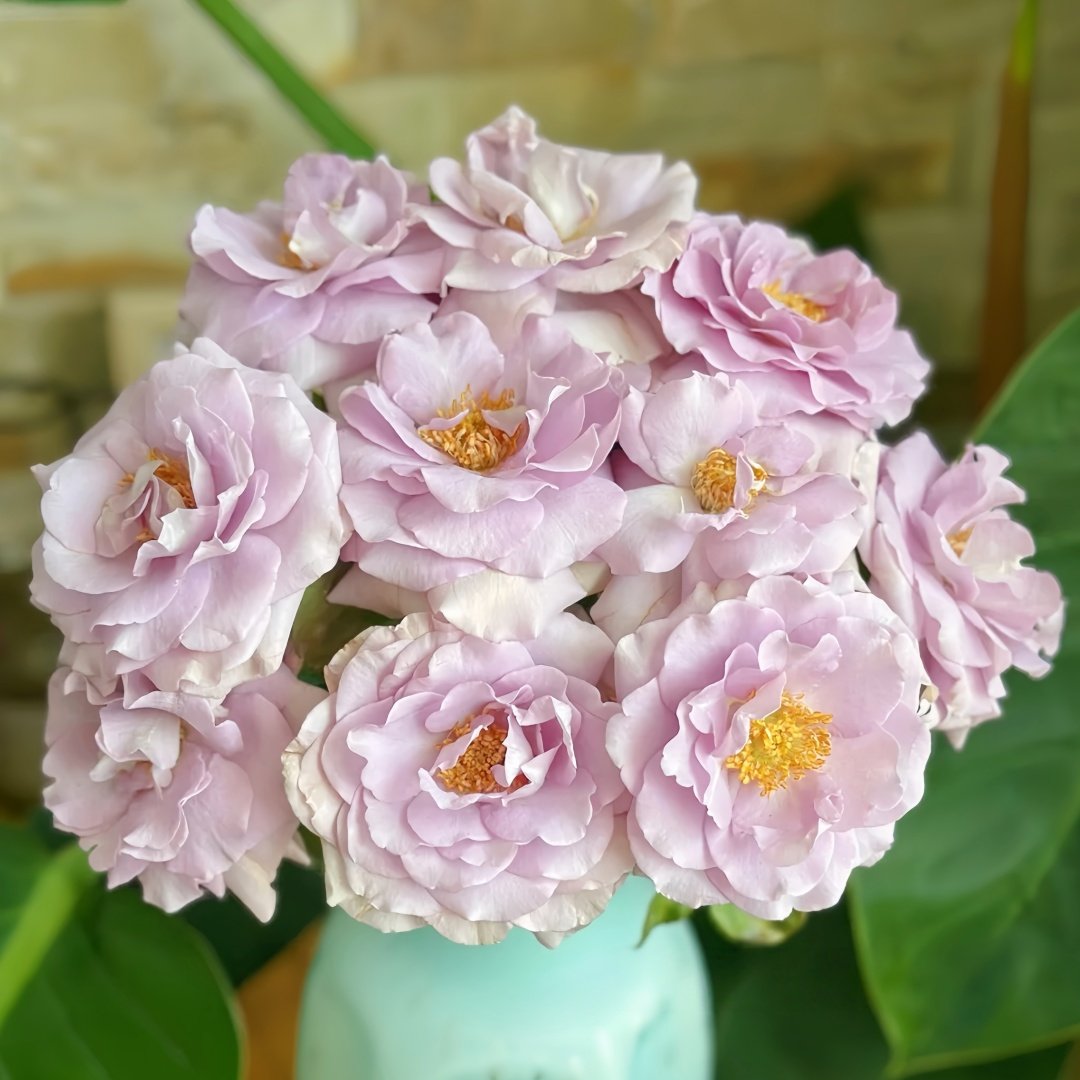Blue Vague Rose Plant｜蓝色迷雾 image 5