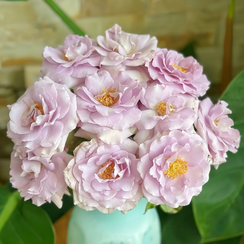 Blue Vague Rose Plant｜蓝色迷雾 image 5