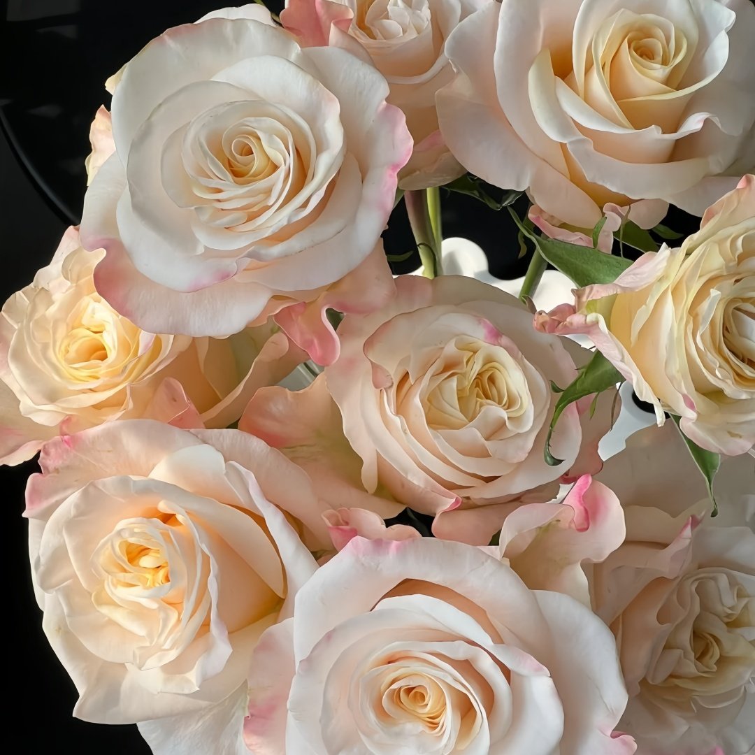 Cynthia Rose Plant|辛西娅 image 5