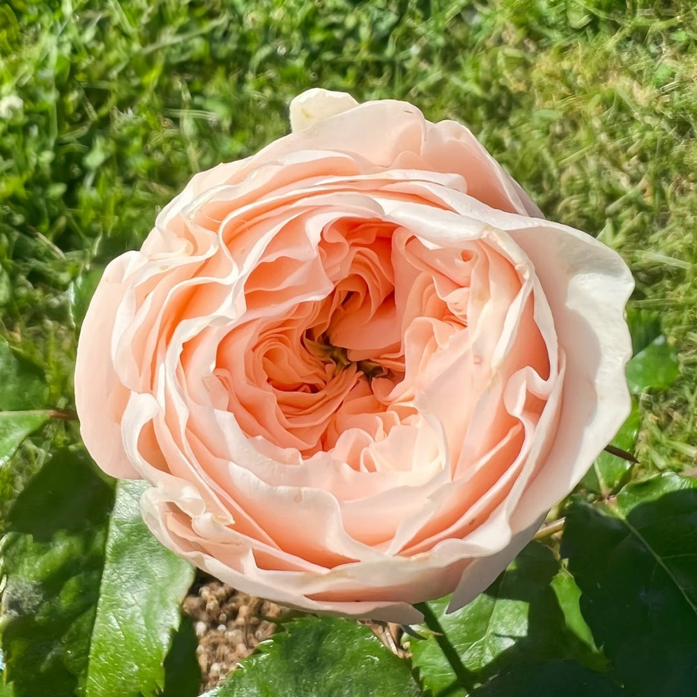 Paradise Beach Rose | 天堂海滩 image 2