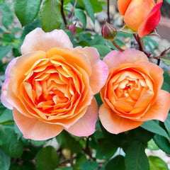 Lady Emma Hamilton Rose Plant｜艾玛·汉密尔顿夫人 image 3
