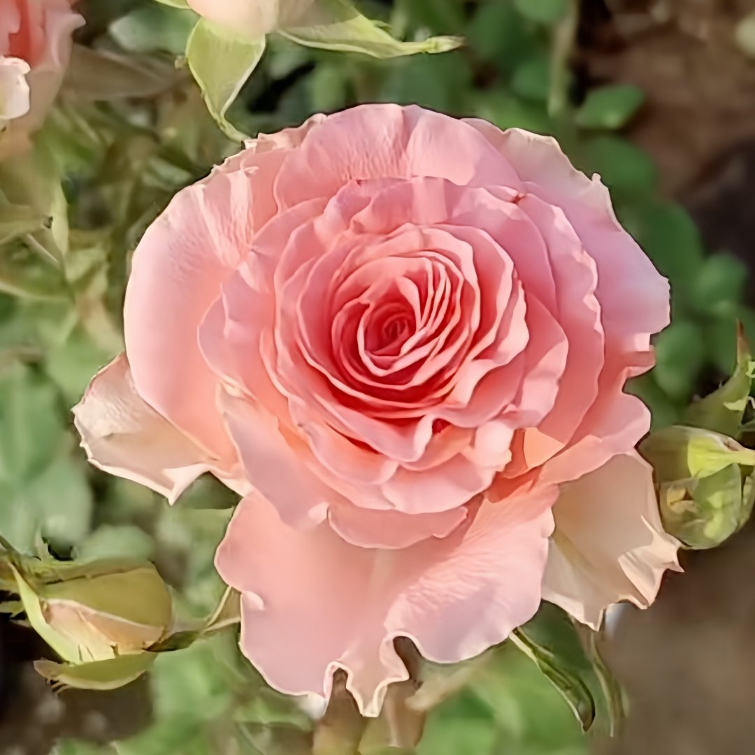 Amsterdam Rose Plant ｜阿姆斯特丹 image 0