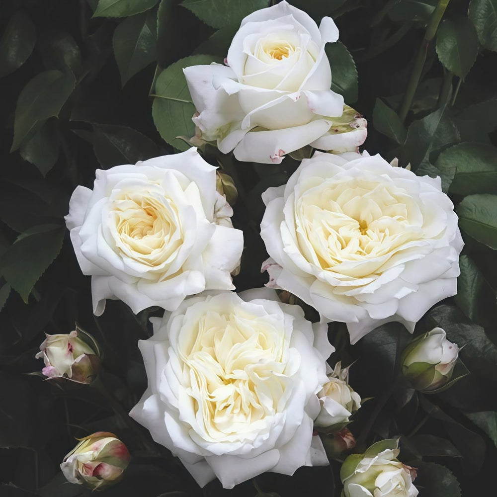 Alabaster Rose Plant| 雪花石膏 image 8