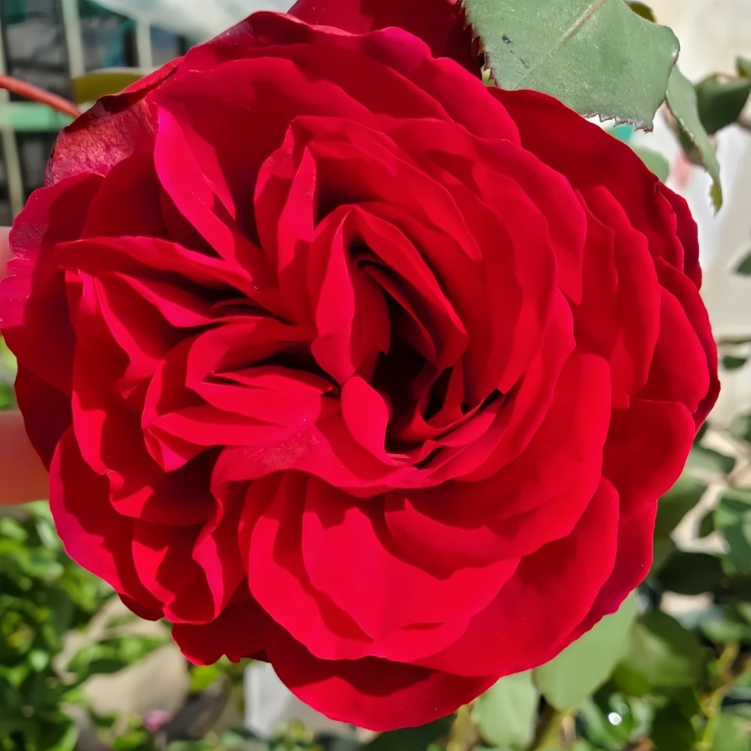 Edith Piaf Rose Plant ｜伊迪丝皮雅芙 image 6