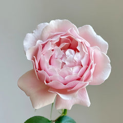 Strawberry Swing Rose Plant|草莓秋千 image 3