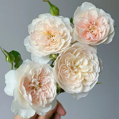 Queen of the Elves Rose Plant| 精灵女王 image 1