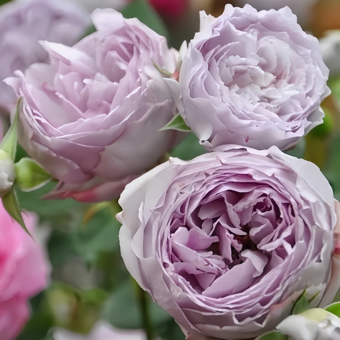 Lapis Lazuli Rose Plant｜青金石 image 7