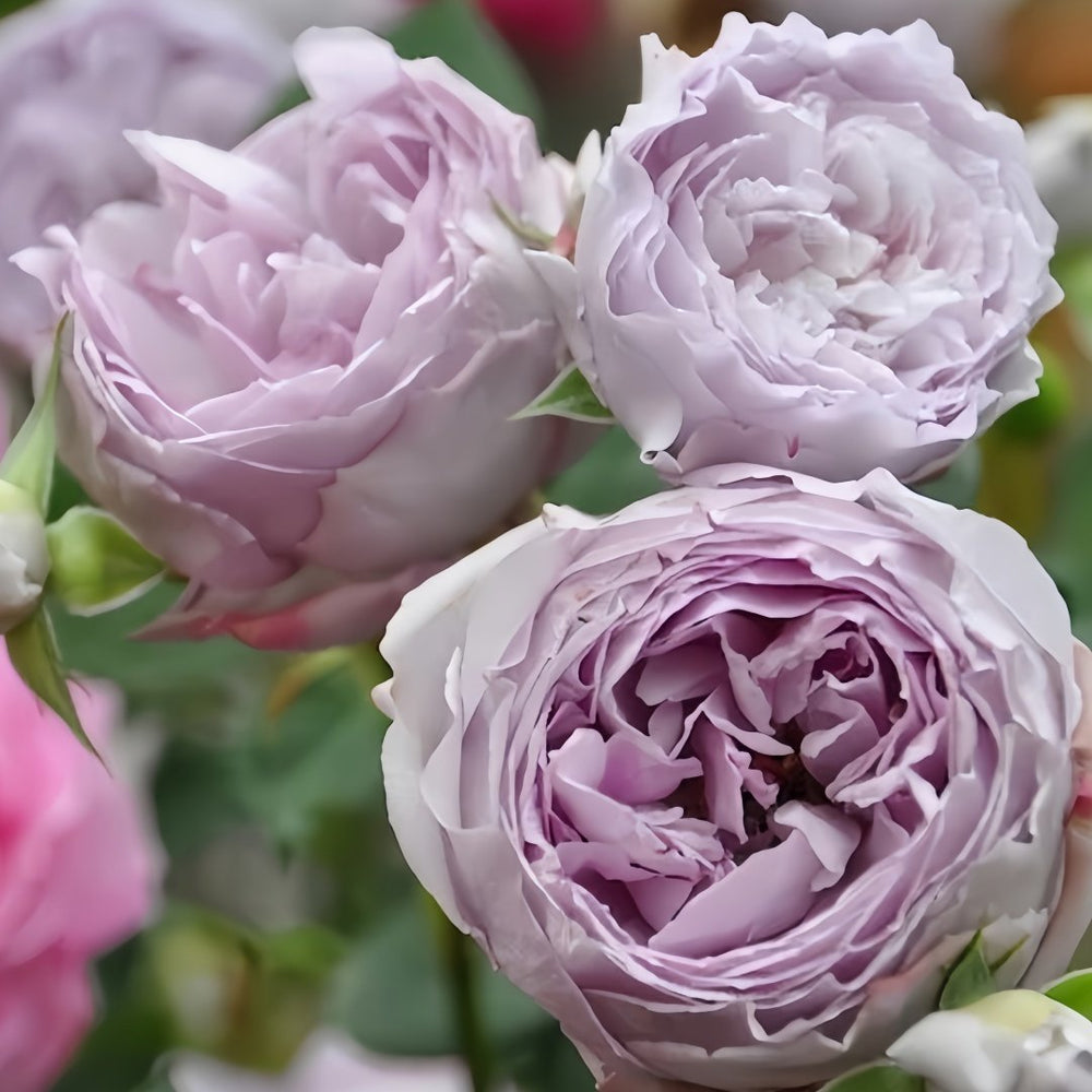 Lapis Lazuli Rose Plant｜青金石 image 7