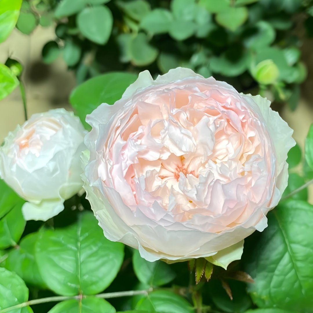 Cocotte Rose Plant | 可爱瓷 image 9