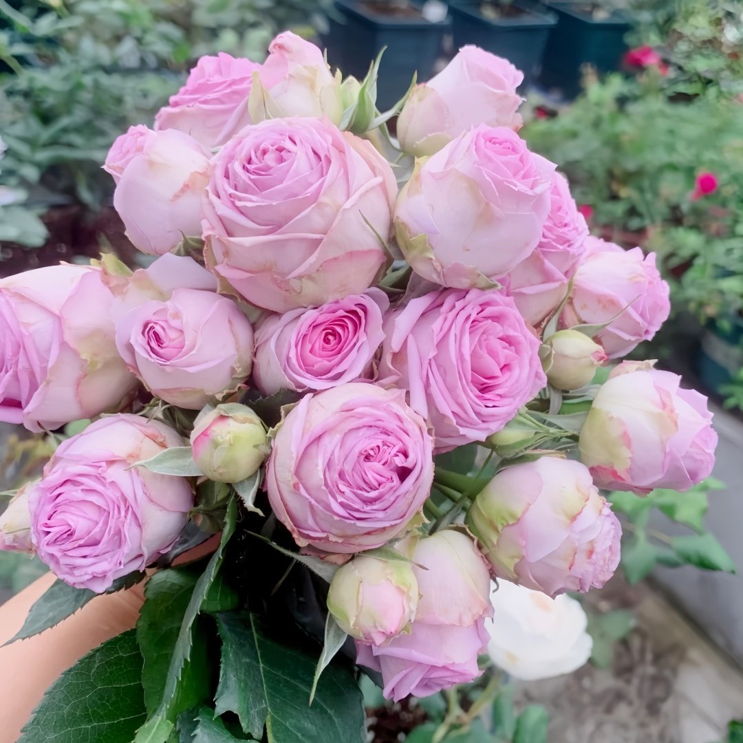 Lavender Lace Rose Plant | 薰衣草蕾丝 image 8