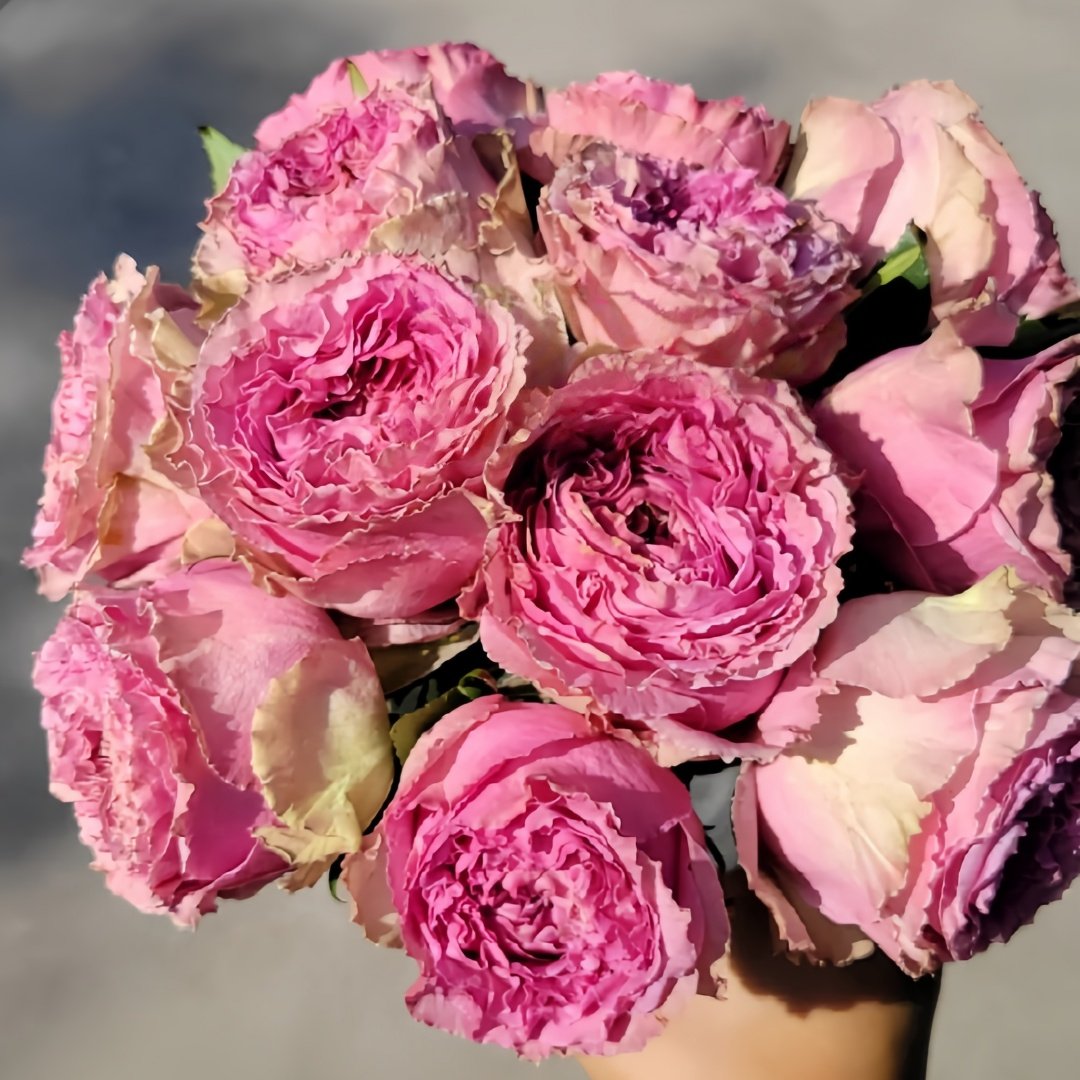 Wild Moments Rose Plant｜狂野时刻 image 1