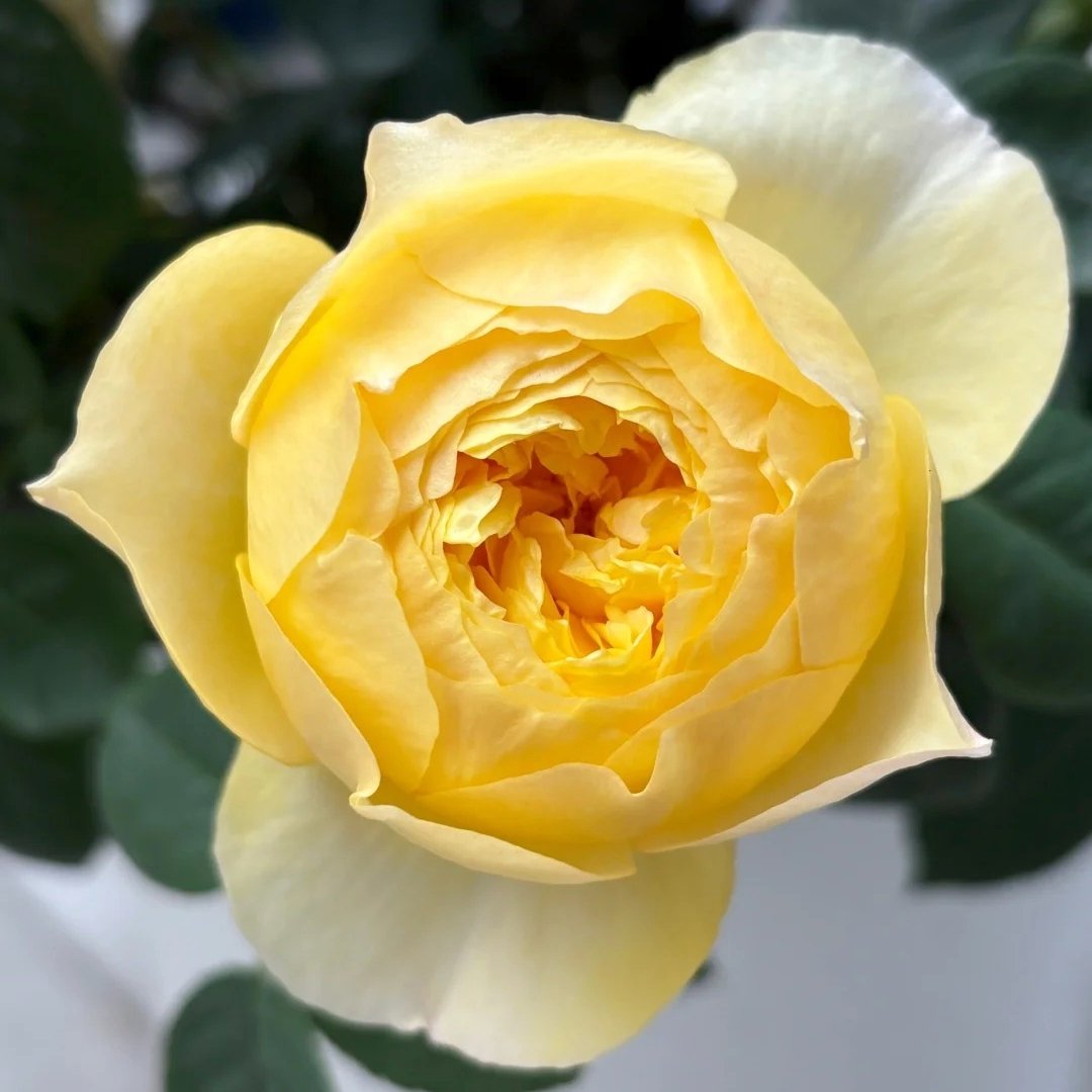 Bird Chirp Rose Plant|雀啾 image 6