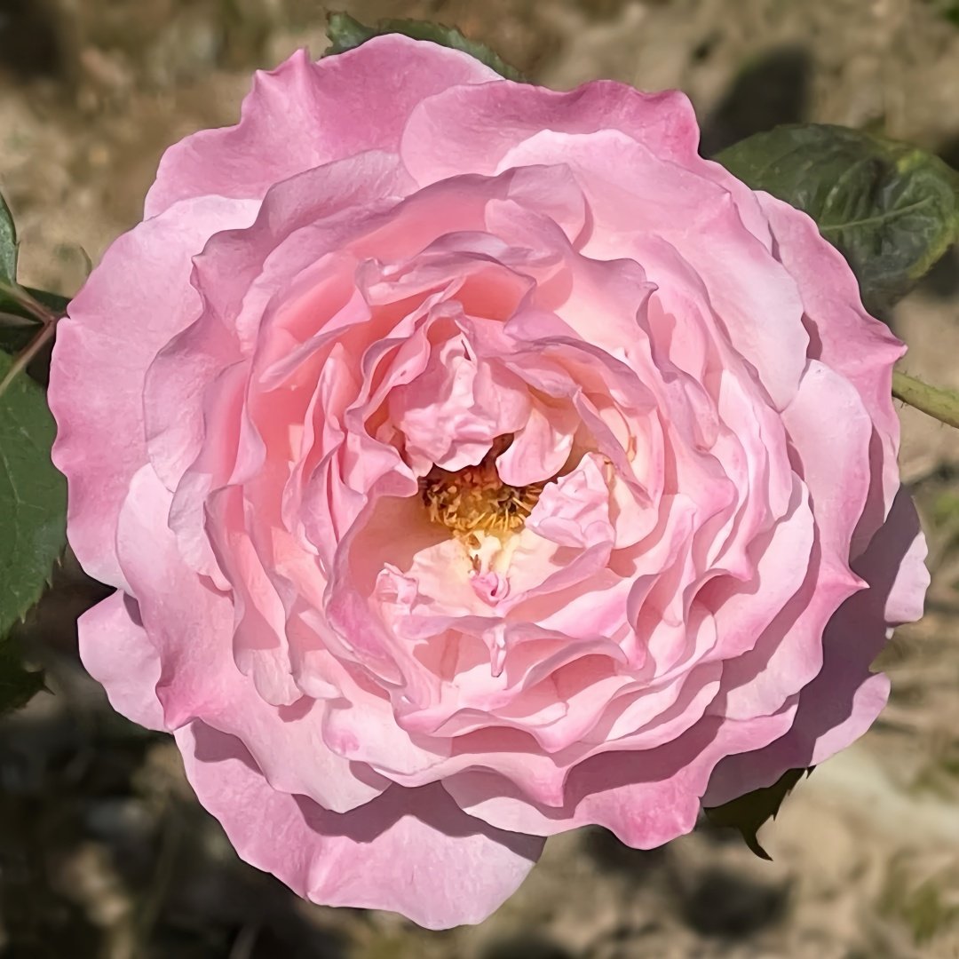 Strawberry Swing Rose Plant|草莓秋千 image 2
