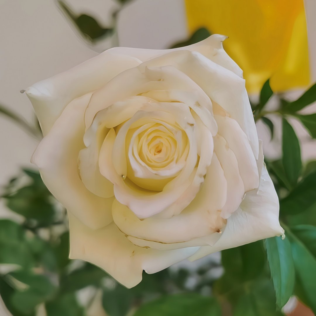 Albatross Rose Plant｜信天翁 image 9