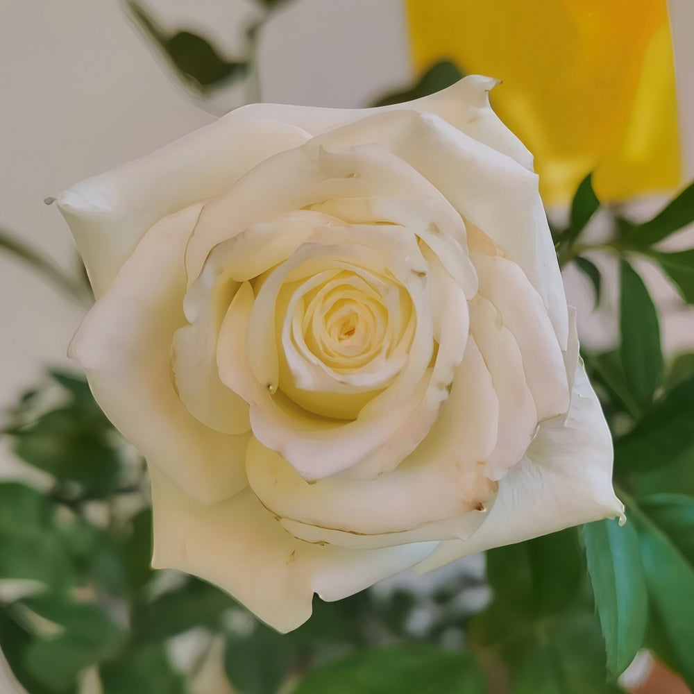 Albatross Rose Plant｜信天翁 image 9