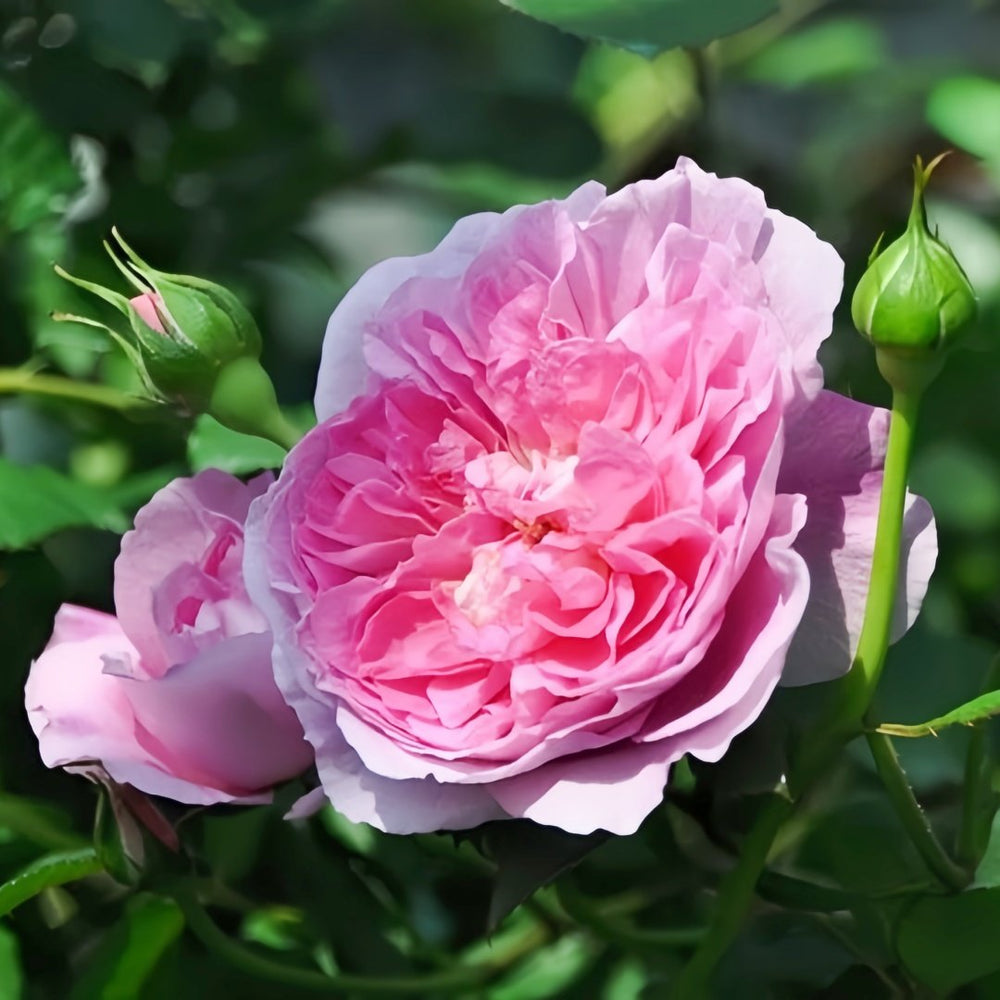 Raphael Rose Plant｜拉斐尔 image 1