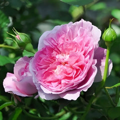 Raphael Rose Plant｜拉斐尔 image 1