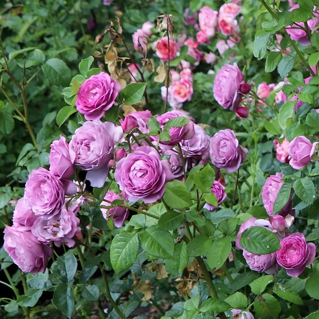 Thelma Rose Plant|塞尔玛 image 8