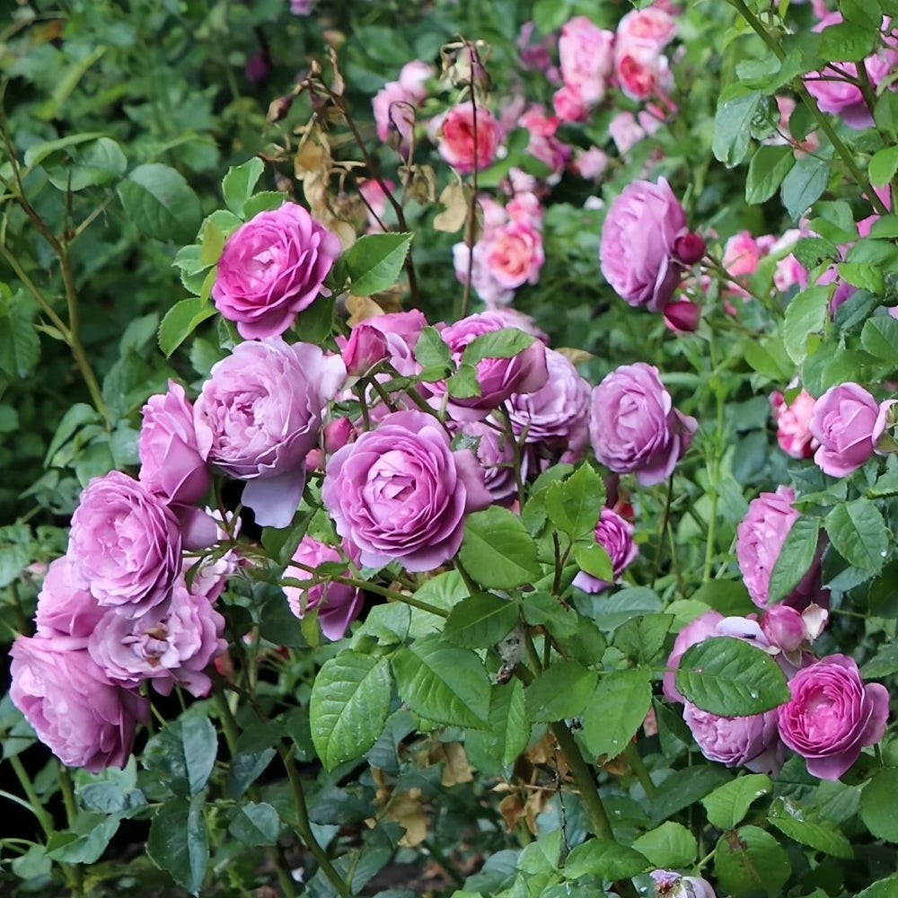 Thelma Rose Plant|塞尔玛 image 8