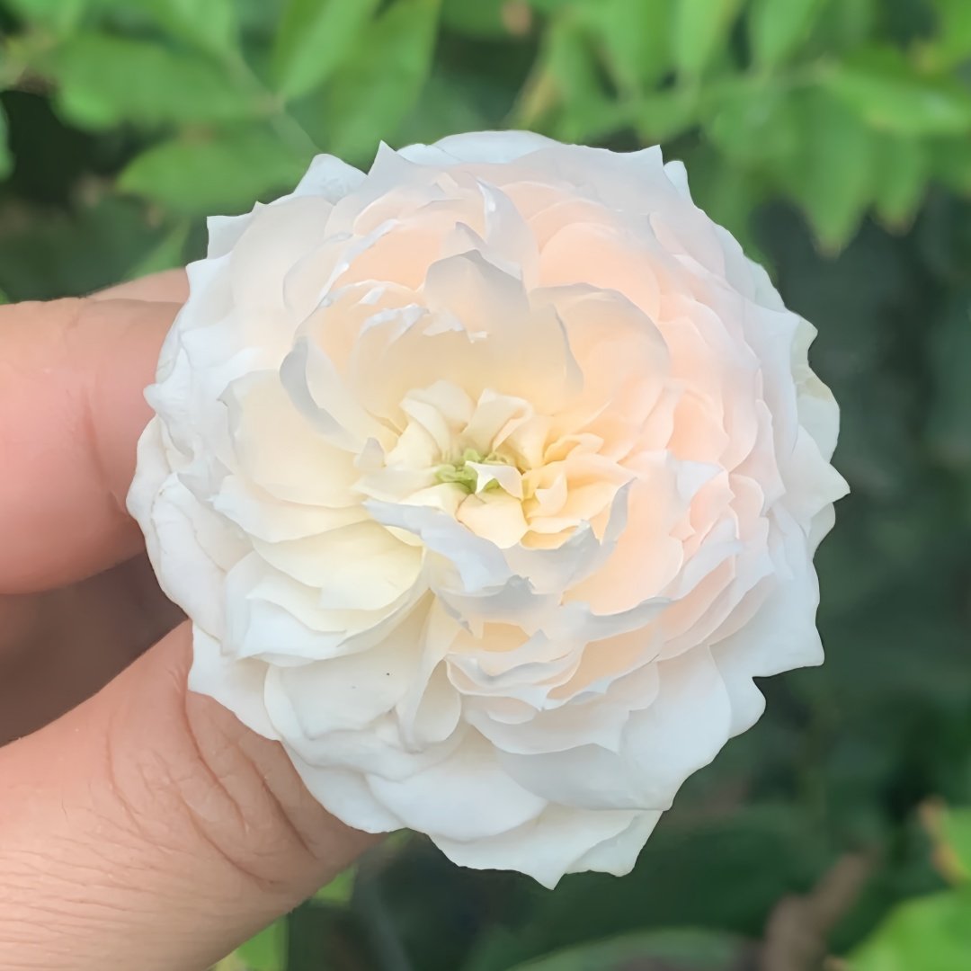 Weeping beauty Rose Plant|梨花雨 image 7